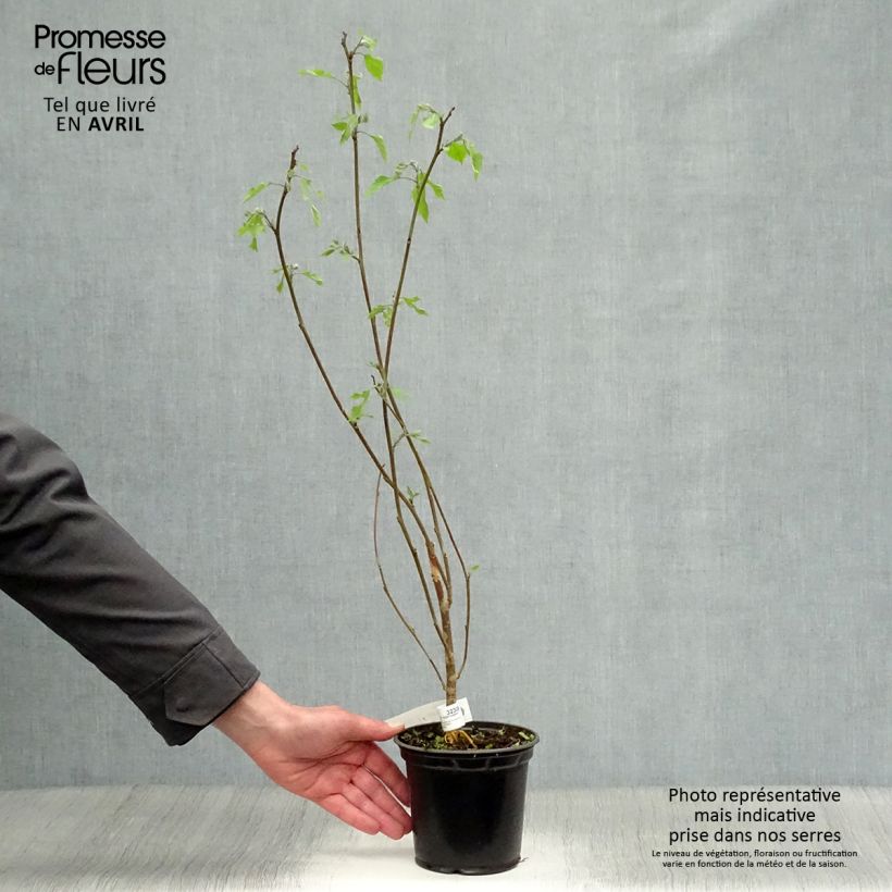 Broussonetia papyrifera 1L/1.5L pot sample as delivered in spring