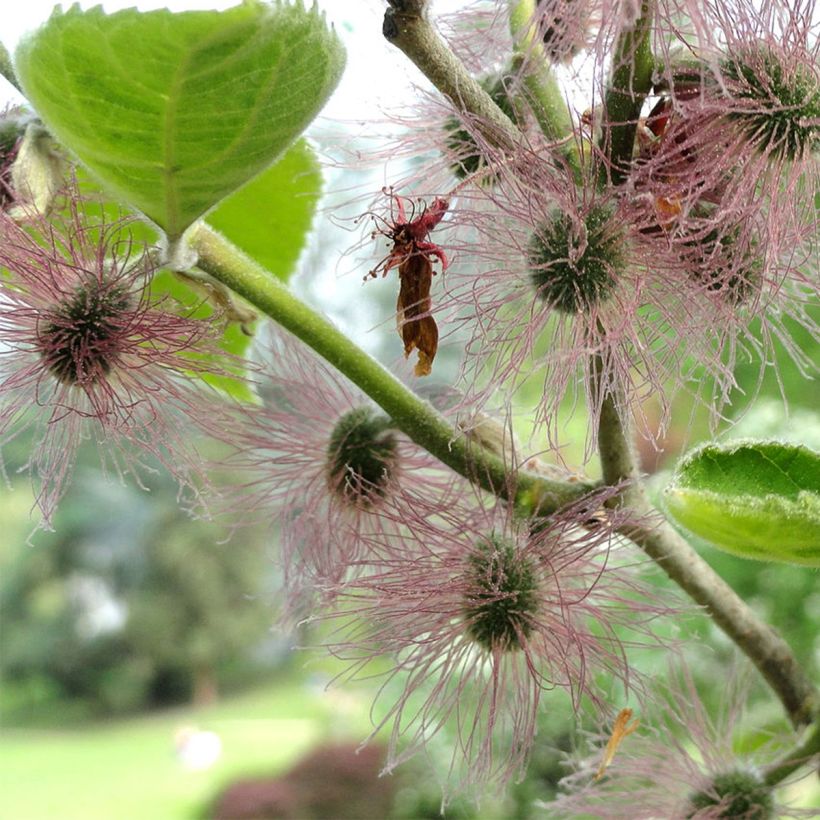 Broussonetia papyrifera (Flowering)