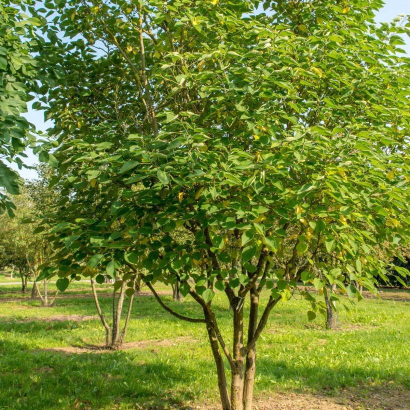 Broussonetia papyrifera (Plant habit)