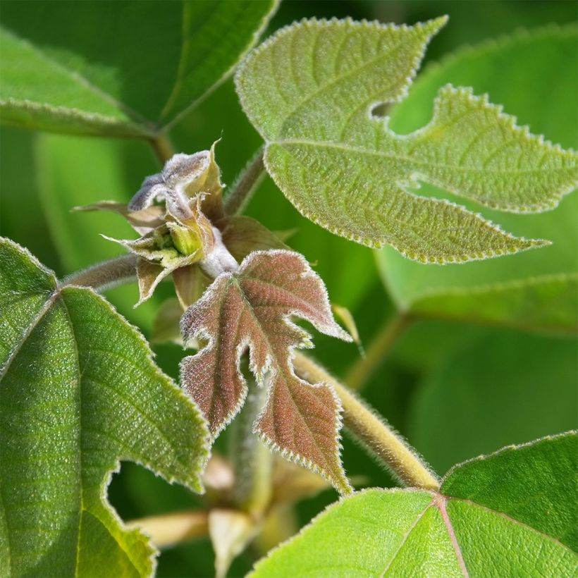 Broussonetia papyrifera (Foliage)