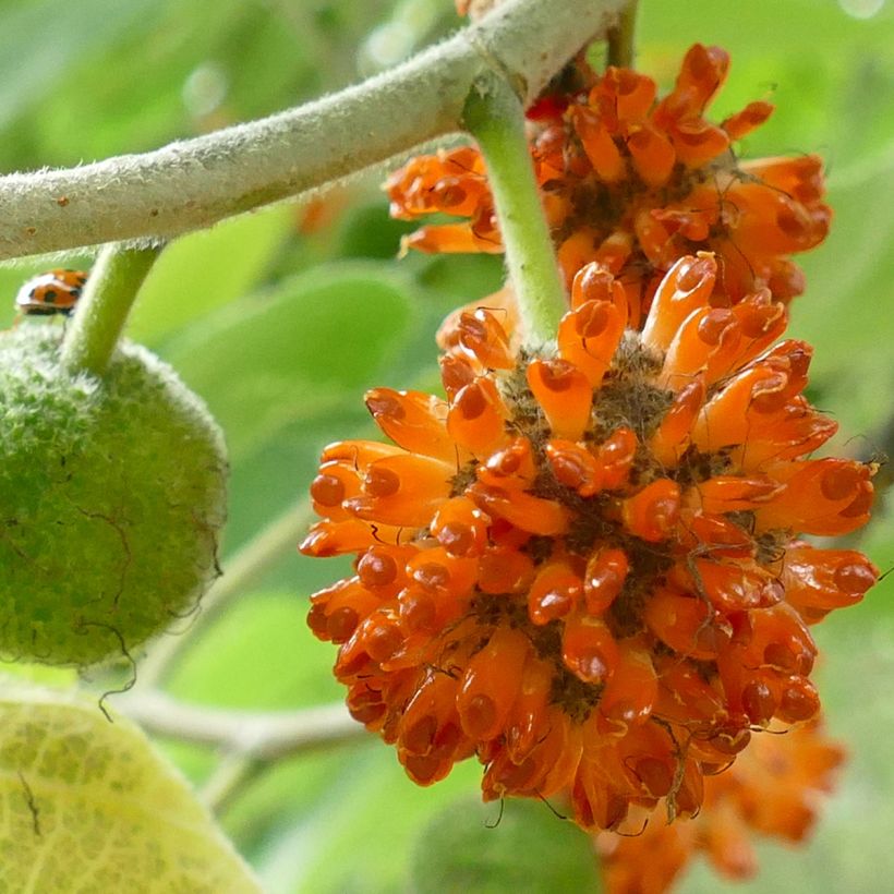 Broussonetia papyrifera (Harvest)