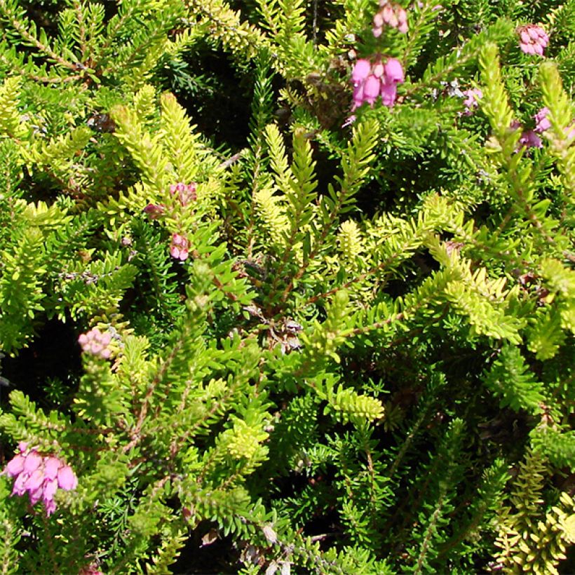 Bruckenthalia spiculifolia (Foliage)