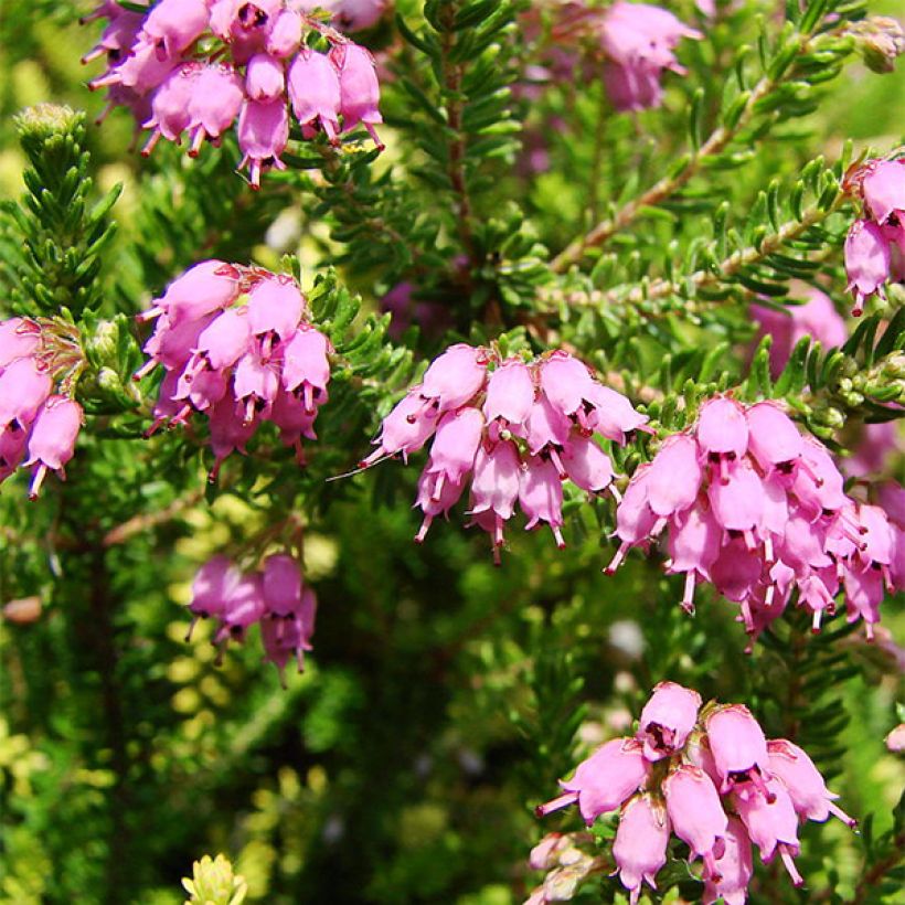 Bruckenthalia spiculifolia (Flowering)