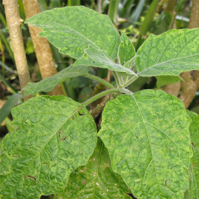 Brugmansia sanguinea - Red Angel's Trumpet (Foliage)