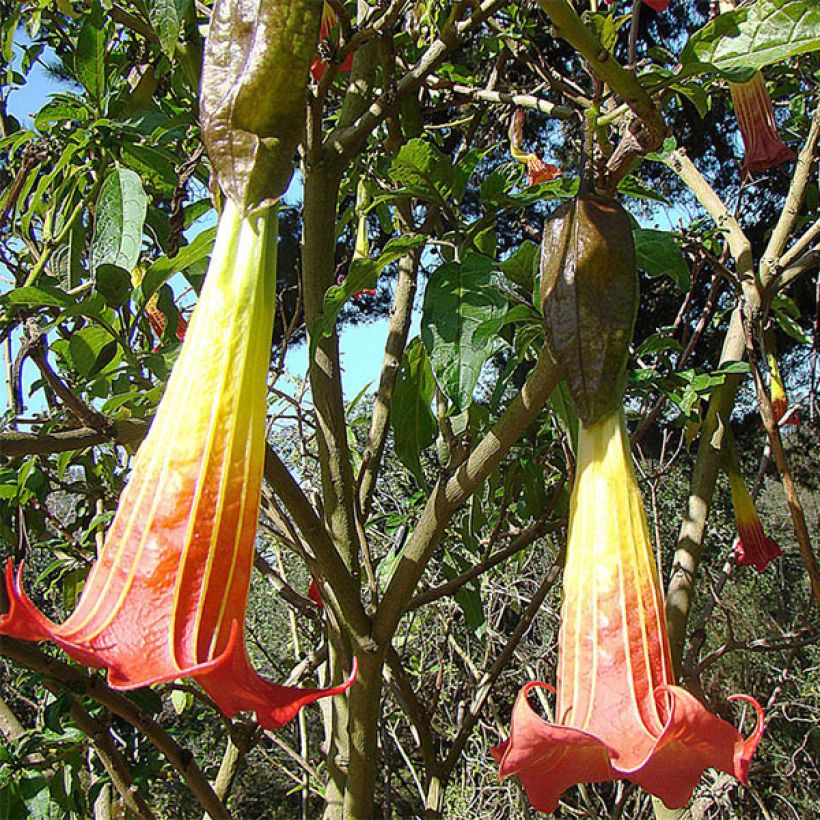 Brugmansia sanguinea - Red Angel's Trumpet (Flowering)