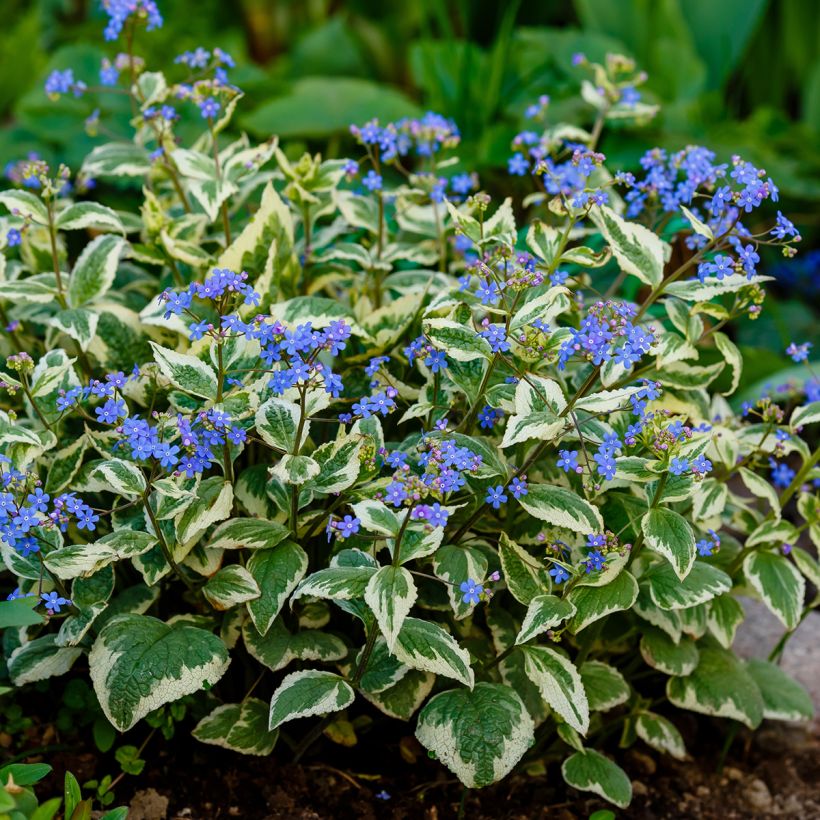 Brunnera macrophylla Variegata - Siberian Bugloss (Plant habit)