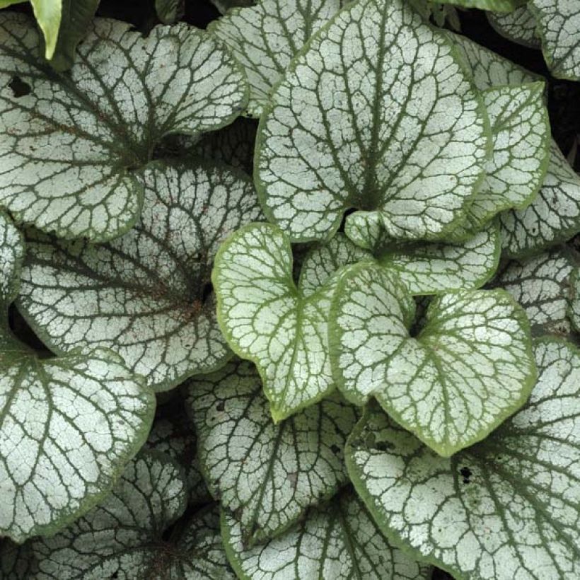 Brunnera macrophylla Jack Frost - Siberian Bugloss (Foliage)