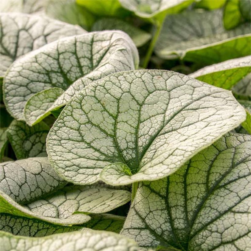 Brunnera macrophylla Alexanders Great - Siberian Bugloss (Foliage)