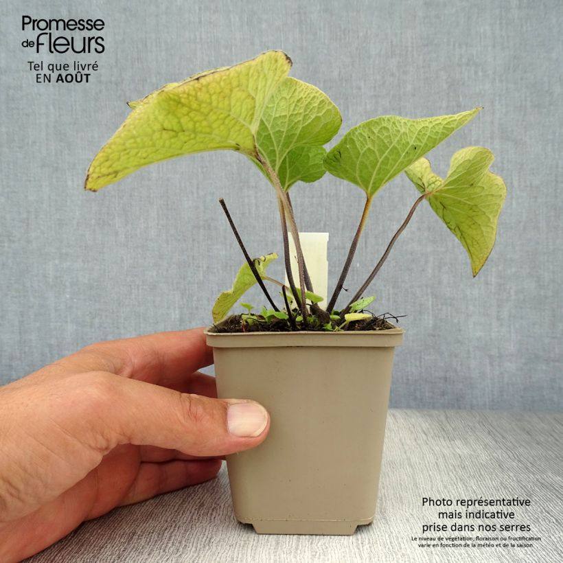 Brunnera macrophylla Alexanders Great - Siberian Bugloss 8/9 cm pot sample as delivered in summer