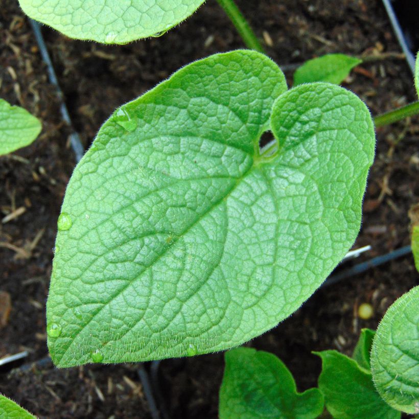 Brunnera macrophylla Betty Bowring - Siberian Bugloss (Foliage)