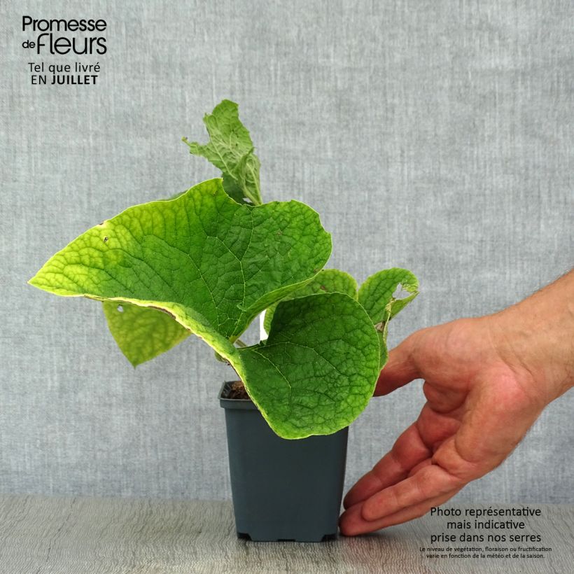 Brunnera macrophylla Betty Bowring - Siberian Bugloss 8/9 cm pot sample as delivered in summer