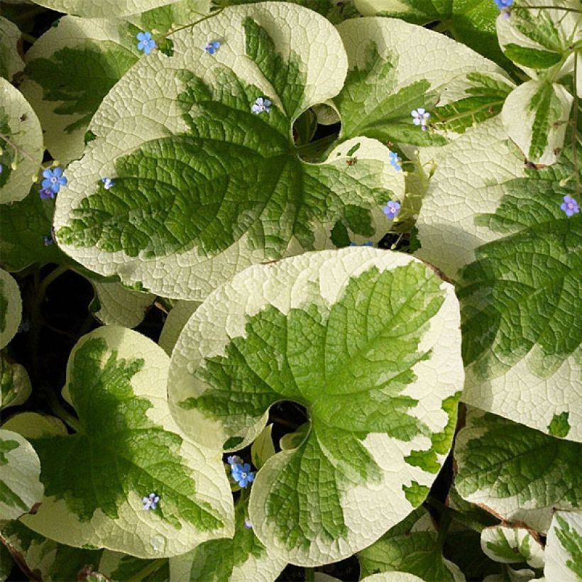 Brunnera macrophylla Dawson s White - Siberian Bugloss (Foliage)