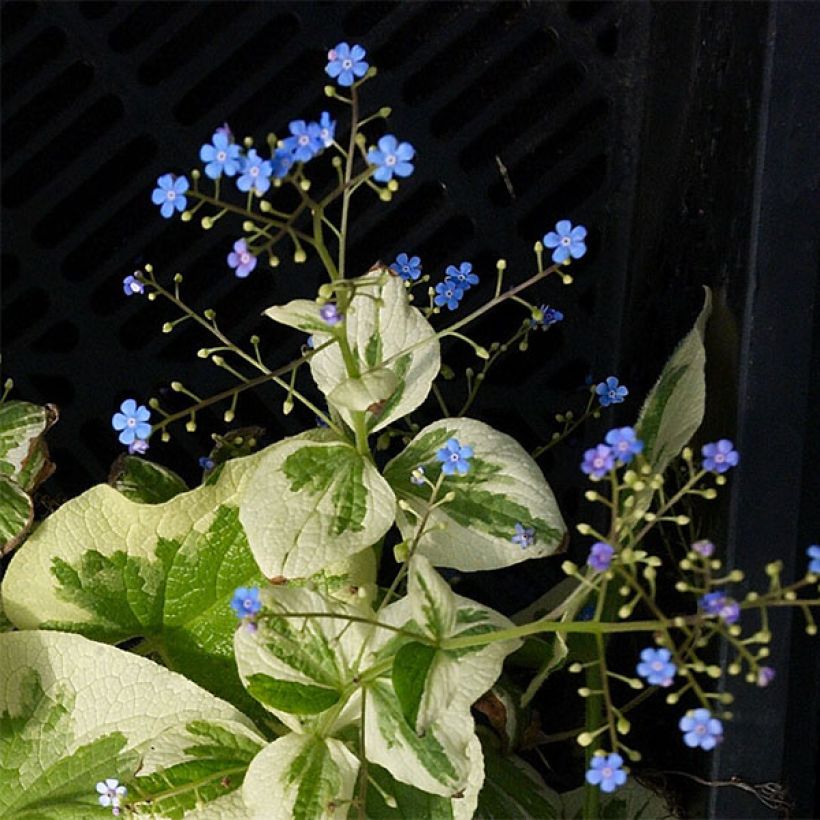 Brunnera macrophylla Dawson s White - Siberian Bugloss (Flowering)