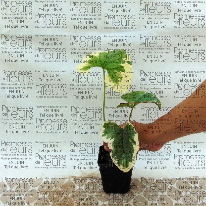 Example of Brunnera macrophylla Dawson s White - Siberian Bugloss 8/9 cm pot specimen as delivered