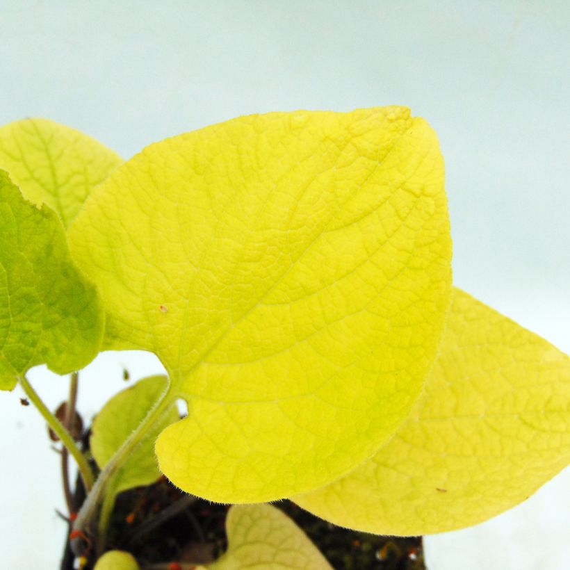 Brunnera macrophylla Dianes Gold - Siberian Bugloss (Foliage)