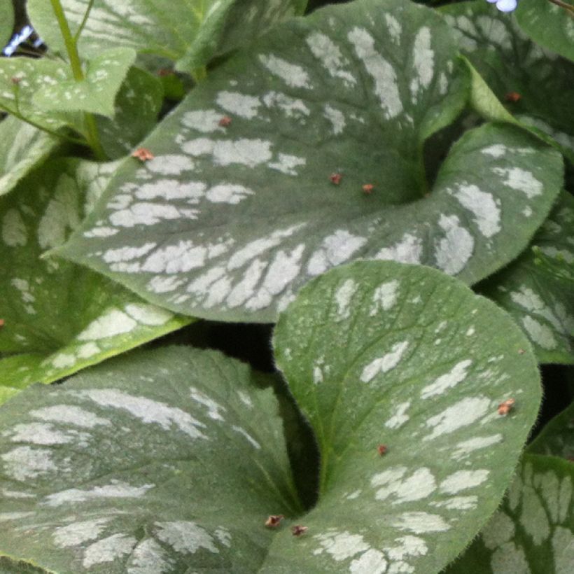 Brunnera macrophylla Emerald Mist - Siberian Bugloss (Foliage)