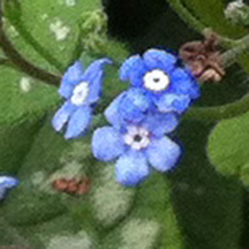 Brunnera macrophylla Emerald Mist - Siberian Bugloss (Flowering)