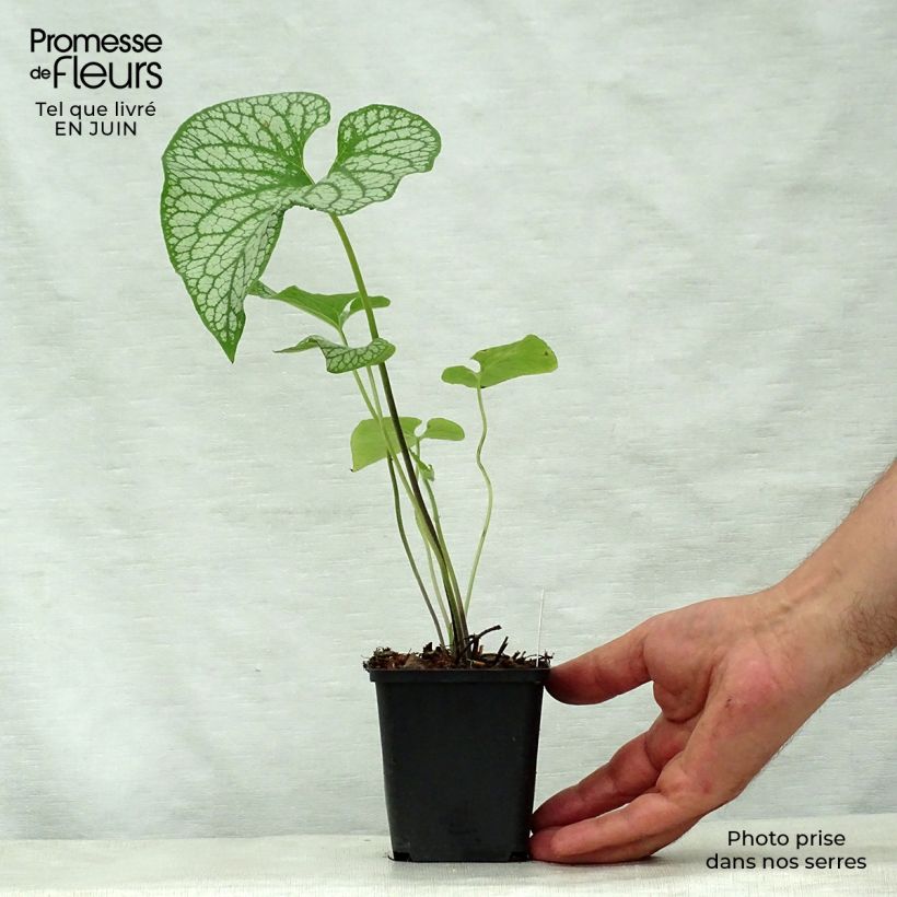 Brunnera macrophylla Emerald Mist - Siberian Bugloss 8/9 cm pot sample as delivered in summer