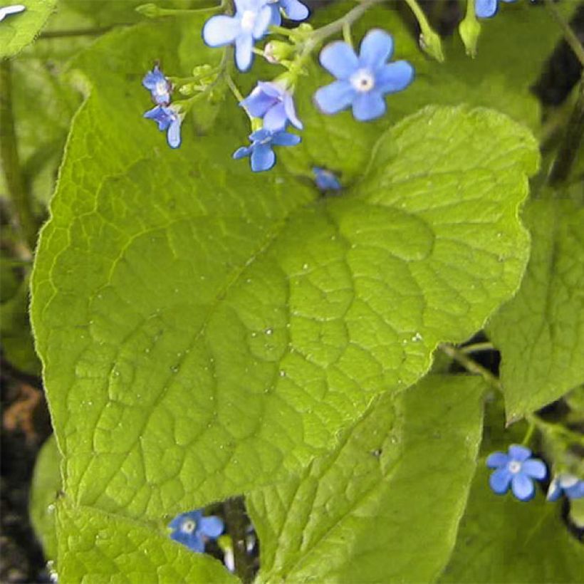 Brunnera macrophylla Green Gold - Siberian Bugloss (Foliage)