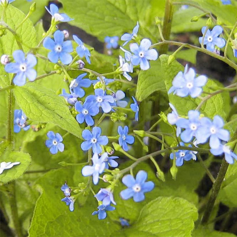 Brunnera macrophylla Green Gold - Siberian Bugloss (Flowering)