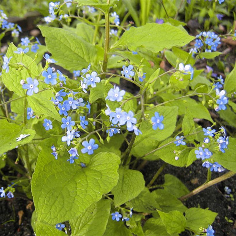 Brunnera macrophylla Green Gold - Siberian Bugloss (Plant habit)