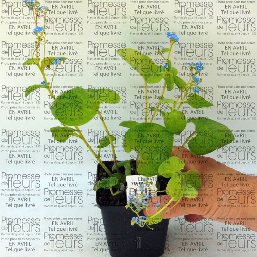Example of Brunnera macrophylla Green Gold - Siberian Bugloss 8/9 cm pot specimen as delivered