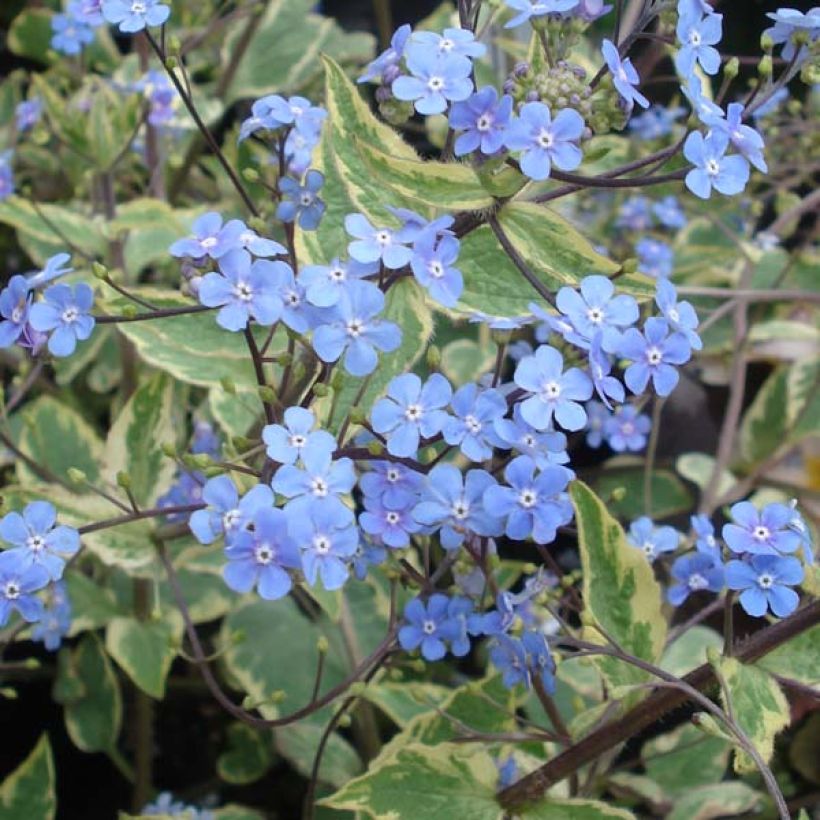 Brunnera macrophylla Hadspen Cream - Siberian Bugloss (Flowering)