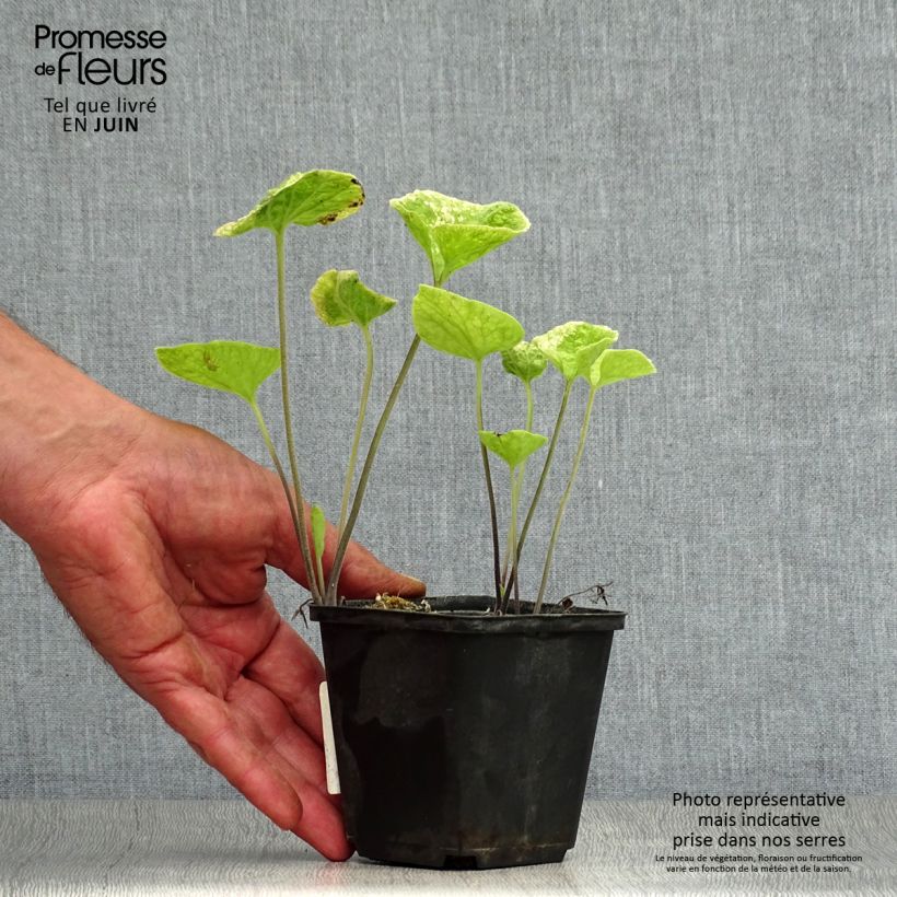 Brunnera macrophylla Hadspen Cream - Siberian Bugloss 8/9 cm pot sample as delivered in summer