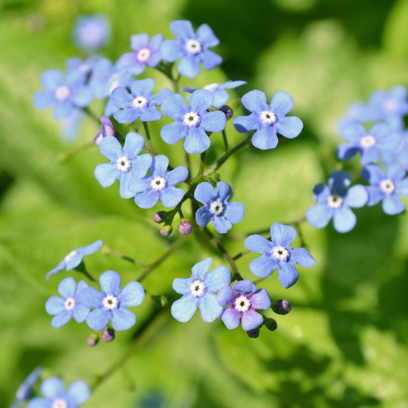 Brunnera macrophylla Jack Frost - Siberian Bugloss (Flowering)