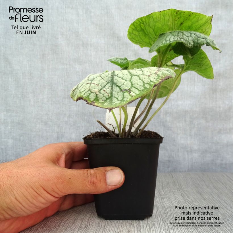 Brunnera macrophylla Jack Frost - Siberian Bugloss 7/8 cm pot sample as delivered in summer