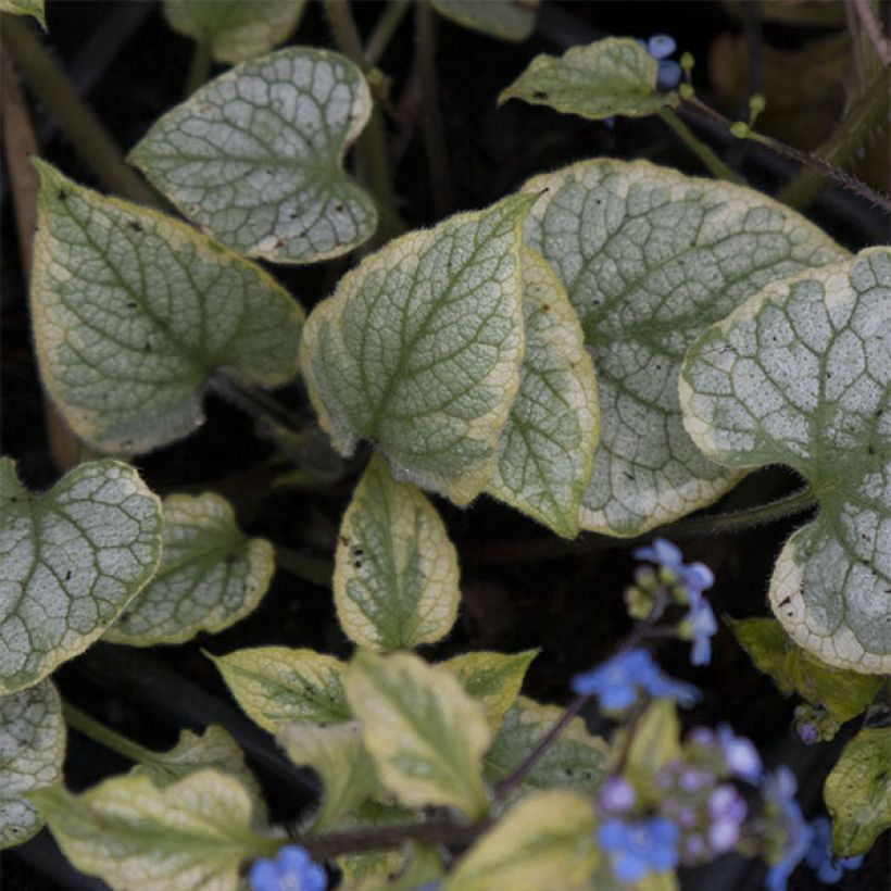 Brunnera macrophylla Kings Ramson - Siberian Bugloss (Foliage)