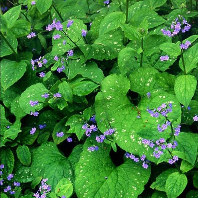 Brunnera macrophylla Langtrees - Siberian Bugloss (Flowering)