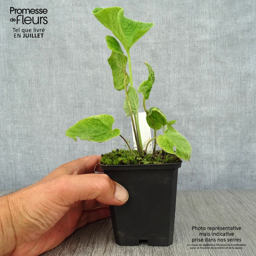 Brunnera macrophylla Langtrees - Siberian Bugloss 8/9 cm pot sample as delivered in summer