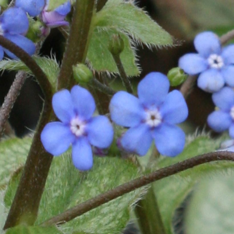 Brunnera macrophylla Looking Glass - Siberian Bugloss (Flowering)