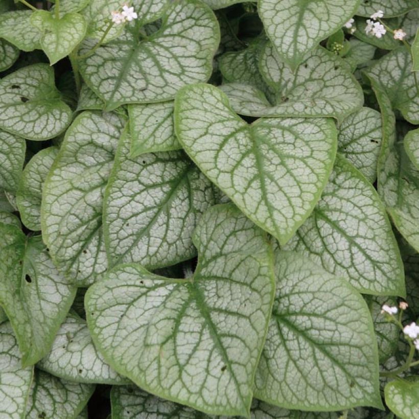 Brunnera macrophylla Mr Morse - Siberian Bugloss (Foliage)