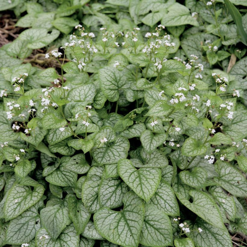 Brunnera macrophylla Mr Morse - Siberian Bugloss (Plant habit)