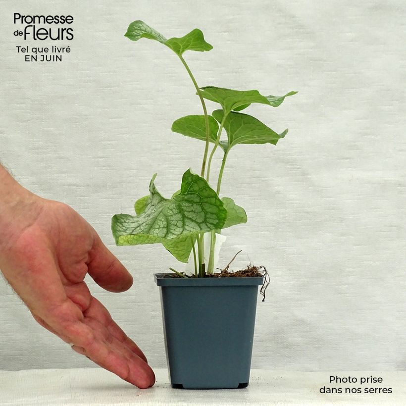 Brunnera macrophylla Mr Morse - Siberian Bugloss 8/9 cm pot sample as delivered in summer