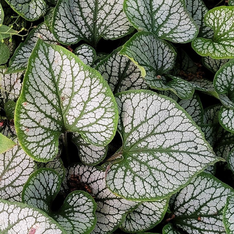 Brunnera macrophylla Queen of Hearts - Siberian Bugloss (Foliage)