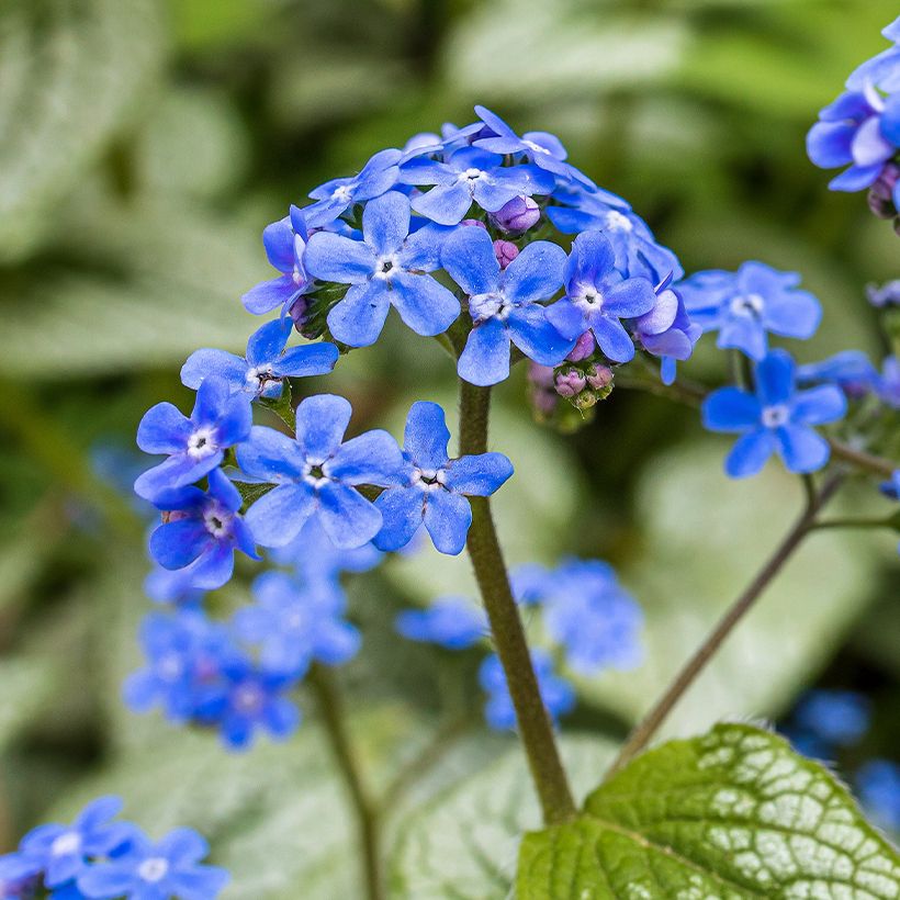 Brunnera macrophylla Queen of Hearts - Siberian Bugloss (Flowering)