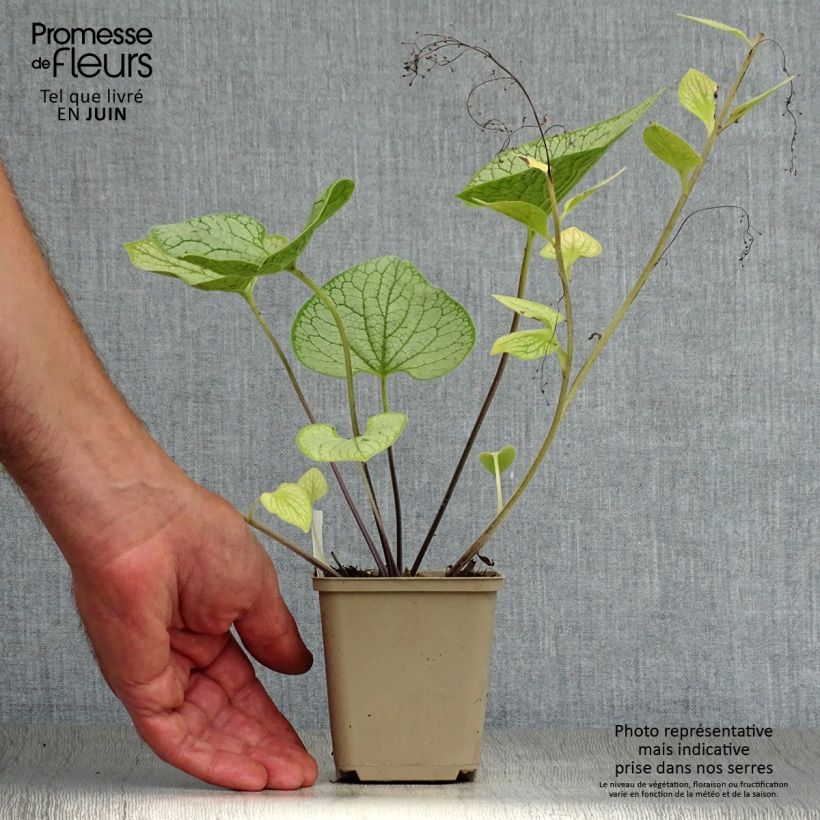 Brunnera macrophylla Silver Heart - Siberian Bugloss 8/9 cm pot sample as delivered in summer