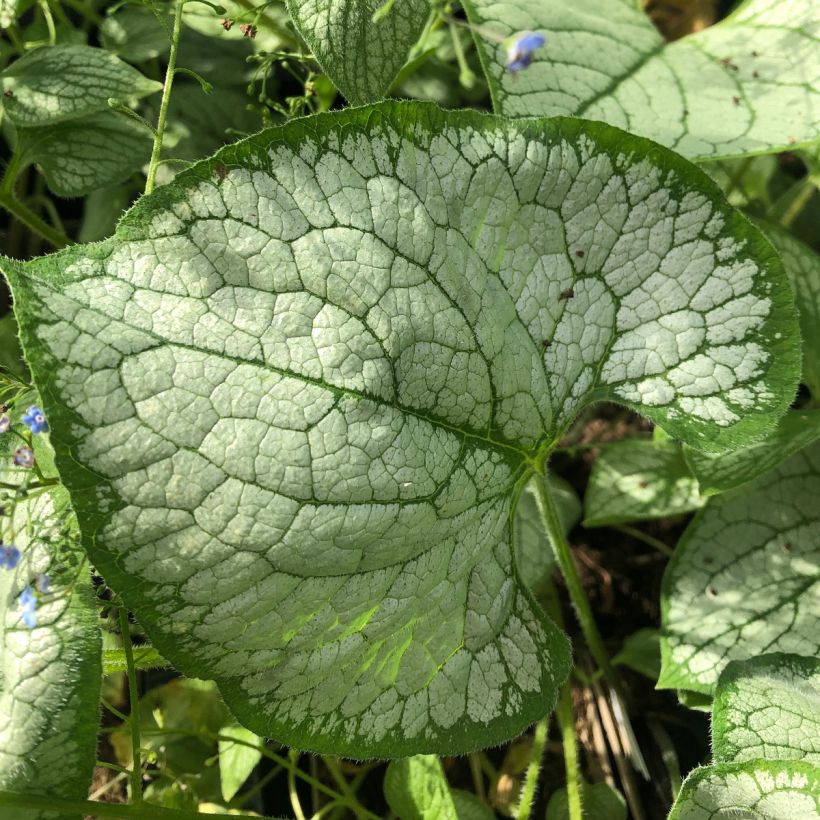 Brunnera macrophylla Silver Heart - Siberian Bugloss (Foliage)