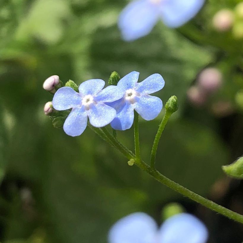 Brunnera macrophylla Silver Heart - Siberian Bugloss (Flowering)