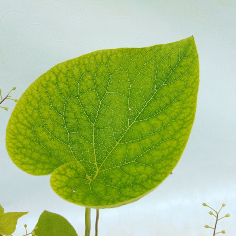 Brunnera macrophylla Starry Eyes - Siberian Bugloss (Foliage)