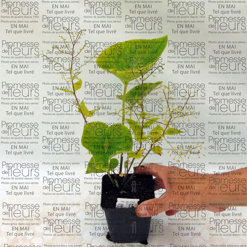 Example of Brunnera macrophylla Starry Eyes - Siberian Bugloss 8/9 cm pot specimen as delivered