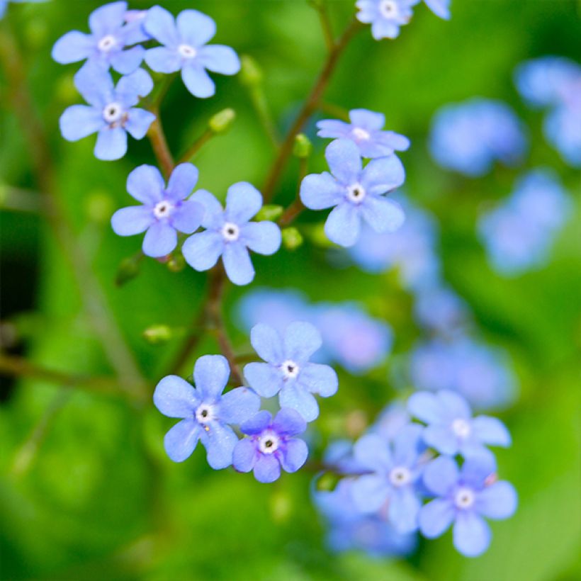 Brunnera macrophylla Yellow spring - Siberian Bugloss (Flowering)