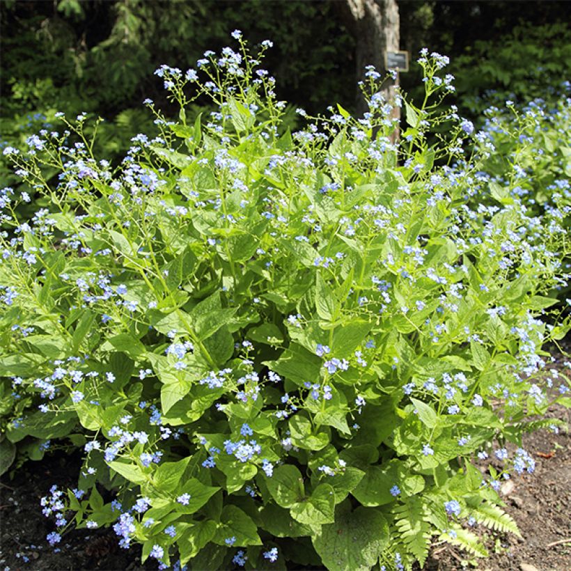 Brunnera macrophylla Yellow spring - Siberian Bugloss (Plant habit)