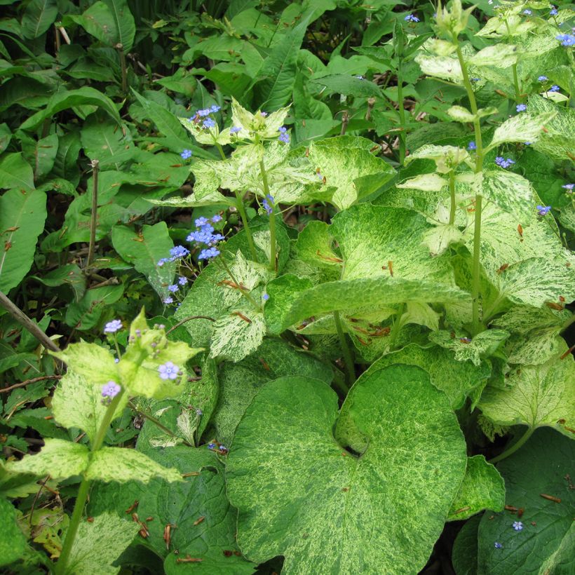 Brunnera macrophylla Yellow spring - Siberian Bugloss (Foliage)