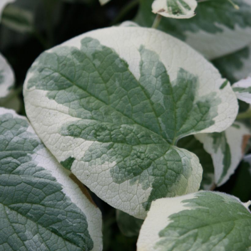 Brunnera macrophylla Variegata - Siberian Bugloss (Foliage)