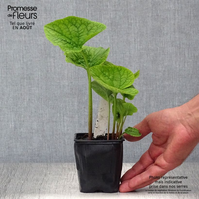 Brunnera sibirica - Siberian Bugloss 8/9 cm pot sample as delivered in summer