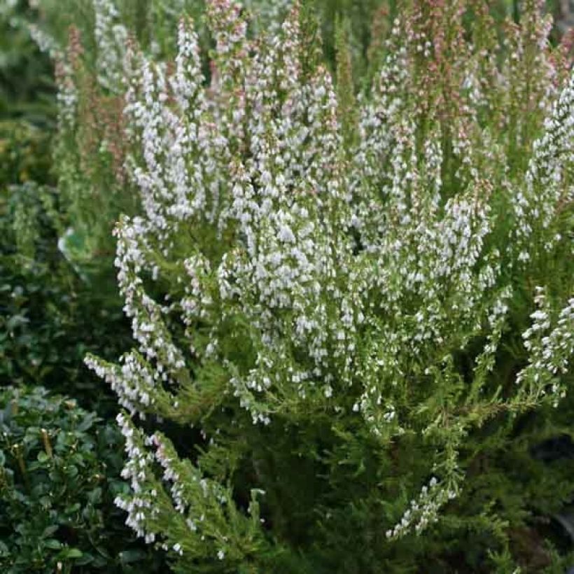 Erica arborea GREAT STAR Le Vasterival - Tree Heath (Plant habit)